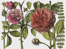 Load image into Gallery viewer, Botanist's Journal IOD Transfer 12x16 Pad