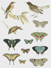 Load image into Gallery viewer, Entomology Etcetera IOD Transfer 12x16 Pad