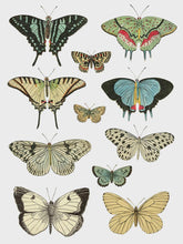 Load image into Gallery viewer, Entomology Etcetera IOD Transfer 12x16 Pad