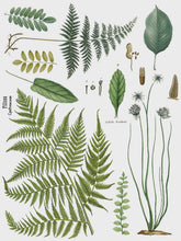 Load image into Gallery viewer, Fronds Botanical IOD Transfer 12x16 Pad
