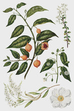 Load image into Gallery viewer, Sarah Featon’s Botanicals IOD Transfer 8x12 Pad™