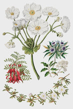 Load image into Gallery viewer, Sarah Featon’s Botanicals IOD Transfer 8x12 Pad™