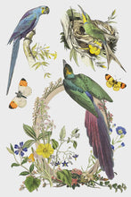 Load image into Gallery viewer, Flora Greca IOD Transfer 8x12 Pad™