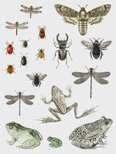 Load image into Gallery viewer, Entomology Etcetera IOD Transfer 12x16 Pad

