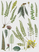 Load image into Gallery viewer, Fronds Botanical IOD Transfer 12x16 Pad
