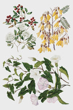 Load image into Gallery viewer, Sarah Featon’s Botanicals IOD Transfer 8x12 Pad™
