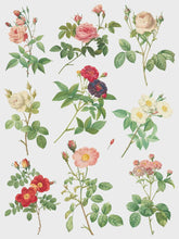 Load image into Gallery viewer, Rose Botanical IOD Transfer 12x16 Pad™
