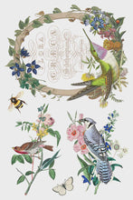 Load image into Gallery viewer, Flora Greca IOD Transfer 8x12 Pad™
